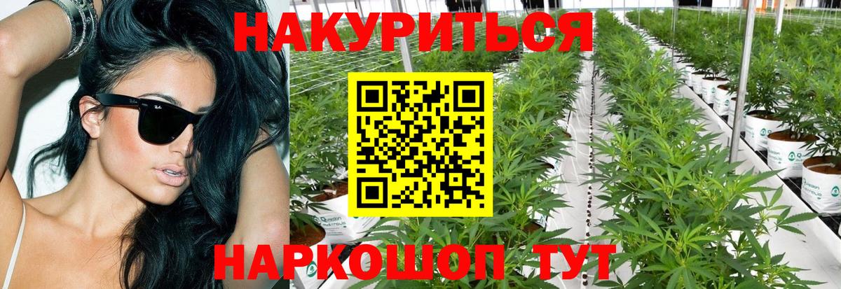 Бошки Шишки индика Губаха